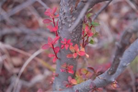 福岡市,税理士事務所,相続税相談,事業承継対策,名残の季節
