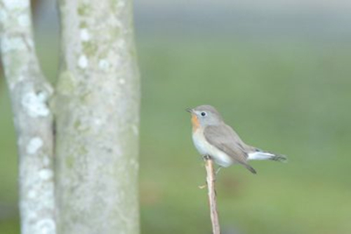 福岡市,税理士事務所,相続税相談,事業承継対策,初釜茶会に参加する